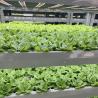 Buy cheap Steel Structure Leafy Vegetable Container Greenhouse Roofing for Customer Requirements from wholesalers