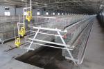A Type Baby Layer Chicken Brooder Cage Automatic 195*38*38cm