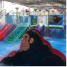 Buy cheap High Strength Frog Water Slide For Children Pool Water Park Durable from wholesalers