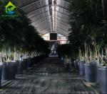 Auto External Blackout Greenhouse Light Dep Greenhouse White-Black Film