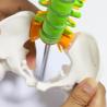 Buy cheap Vertebrae Nerves Arteries Pelvic Bone And Femur Anatomical Skeleton Full Size With Stand from wholesalers