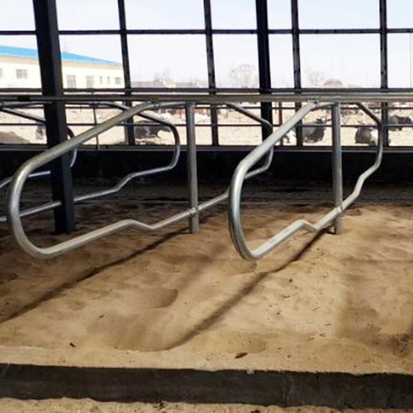 Buy cheap Stainless Steel Galvanized Pipe Free Stalls For Cows Single Row Style from wholesalers