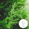 Buy cheap Amber Flavor Colorless Organic Cypress Essential Oil For Skin from wholesalers