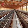 Buy cheap Battery Efficiency Poultry Layer Cage 3 4 Tiers Q235 Steel Wire Emily from wholesalers