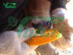 11 × 7 × 0.5cm Calf Weaning Rings, Plastic Cattle Waner For Calf, Yellow Calf