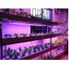 Buy cheap Epileds 3v 3.2V 450nm 455NM 3w SMD 3535 LED Grow Light Chips from wholesalers