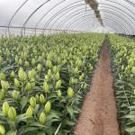 Film Cover Material Agriculture Tunnel Greenhouse Solution for Large Crop