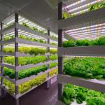Juxiang OEM Living Vegetable Hydroponic Culture System with 40ft Container