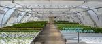 Garden tomato green house greenhouse film 3 layer eva agriculture clear plastic
