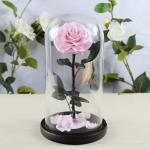 Real Natural Fresh Big Rose Preserved Flower Preserved Everlasting Real Roses in