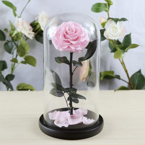 Buy cheap Real Natural Fresh Big Rose Preserved Flower Preserved Everlasting Real Roses in Glass Dome for Sale from wholesalers