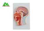 Human Head Section Medical Teaching Models Eco Friendly Allergy Free