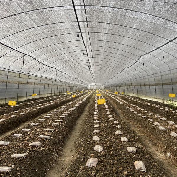 Side Ventilation Plastic Film Low Tunnel Greenhouse Single Span For Mushroom
