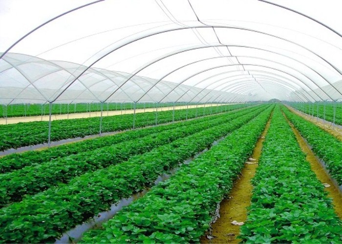 Farm Solution Nets, Crop Solution Netting, 30Mesh, 40Mesh, 50Mesh, Anti Insect Netting