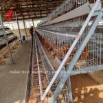 Most Popular Battery Cage Price In Nigeria Poultry Farming Hot Galvanized Adela