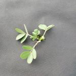 Black 3.2m 50gsm Landscape Fabric Ground Cover