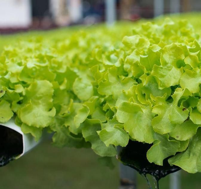 Multi-Span Arch Type Cucumber Lettuce Photovoltaic Greenhouses