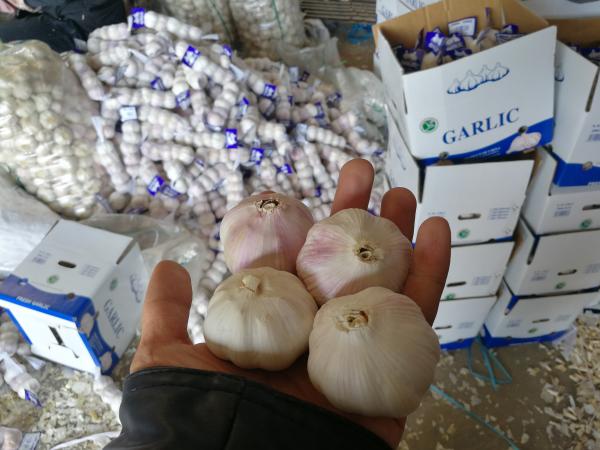 Buy cheap Garlic to Senegal from wholesalers
