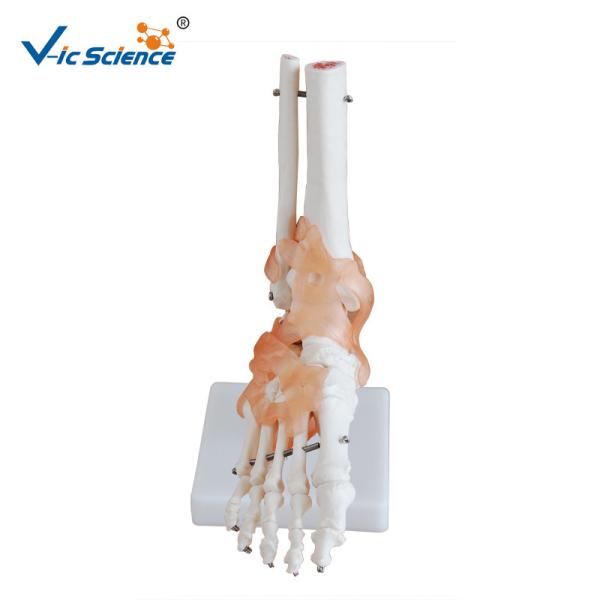 Buy cheap Plasric Human Skeleton Model Life - Size Foot Joint With Ligaments Teaching Models from wholesalers
