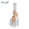 Buy cheap Life - Size Anatomically Correct Skeleton Foot Joint And Hand Models from wholesalers