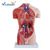 Buy cheap Teaching Hospital Precision Anatomical Torso Model 42cm Male Torso 3d 13 Parts from wholesalers
