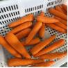 Buy cheap Electric Carrot Peeling Machine Vegetable Processing Equipment from wholesalers