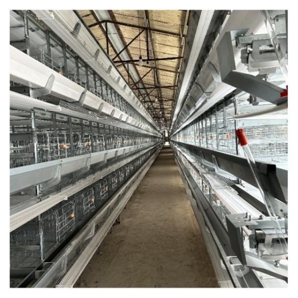 Buy cheap Hot Galvanized Automatic Layer Cage Broiler Cage For Farm Equipment Automatic Chicken Cage System from wholesalers