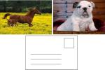 Flip Effect 3D Lenticular Postcard Cute Puppies and Kittens Design