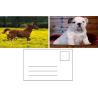 Buy cheap Flip Effect 3D Lenticular Postcard Cute Puppies and Kittens Design from wholesalers