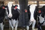 1000mm Rotating Cow Brush 42kg Cleaning Massage Brush For Poultry Farm Equipment