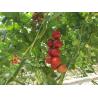 Buy cheap UV Resistant Tomato Twine for Agro Vegetable Fruit Horticulture Greenhouse from wholesalers