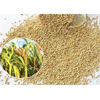 Buy cheap Yellow Broomcorn Millet Small Bird Food Original Flavor For Canary Bird product