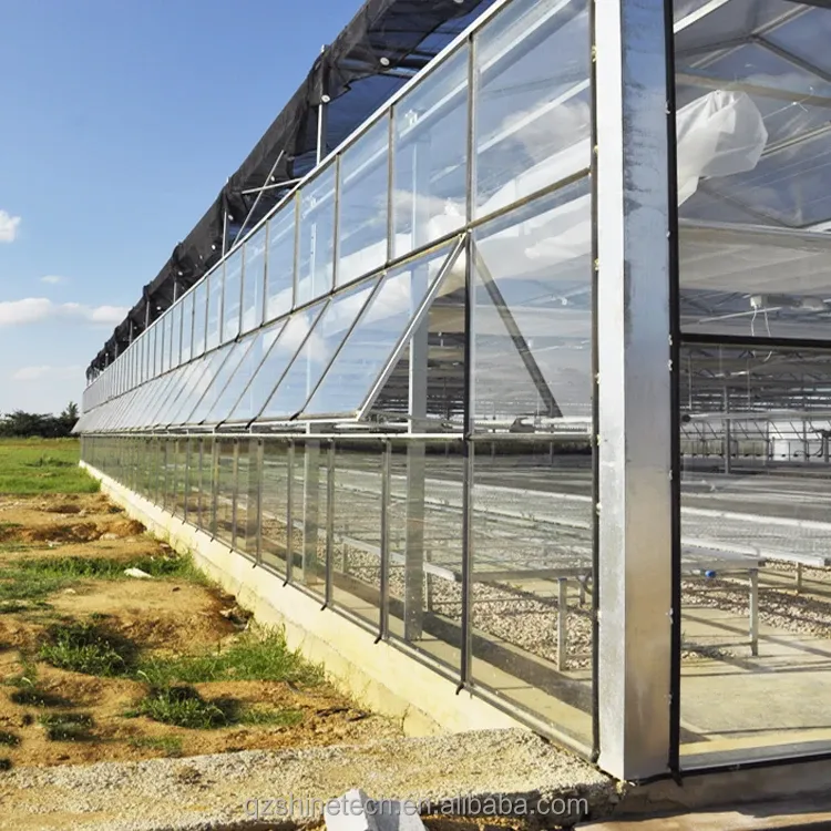 Large Agricultural Intelligent Holland Greenhouse Glass for Tomatoes Cucumber Lettuce