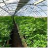 Buy cheap Increase Yield and Quality Customizable Dimensions Mushroom Herb Grow Shading Light Deprivation Greenhouse Black Film Greenhouse from wholesalers
