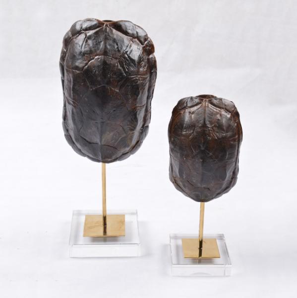 Buy cheap Creative Arts and Crafts Turtle Shell Decorative Crafts Unique Face Head Arts for Decoration from wholesalers