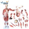 Buy cheap Medical Science Male Human Muscle Anatomy 3d Model 80cm 27 Parts VIC-334 from wholesalers