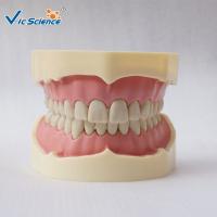 Buy cheap PVC Study Models In Dentistry Without Articulator VIC-A5-01 Copy Soft Gum 28pcs product