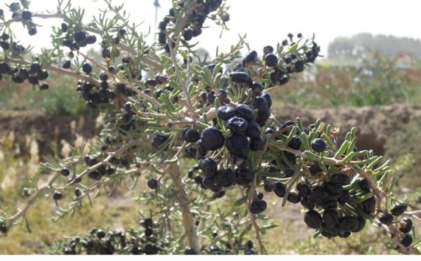 Buy cheap Wild black goji berry/ Chinese black wolfberry/black medlar from wholesalers