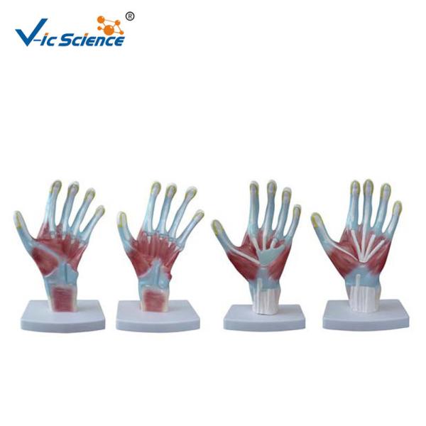 Buy cheap 4pieces/Set Human Hand Pvc Anatomical Medical Model from wholesalers
