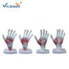 Buy cheap 4pieces/Set Human Hand Pvc Anatomical Medical Model from wholesalers
