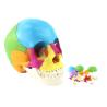 Buy cheap Adult Osteopathic Cranial Anatomical Skeleton Model Disarticulated Human Skull 22 Part from wholesalers