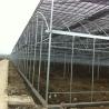 Buy cheap Film Cover Material Agriculture Multi Span Greenhouse with Galvanized Steel Pipe Tube from wholesalers