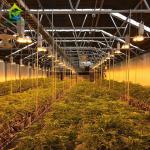 Light Deprivation Automatic Blackout Greenhouse For Cannabis Growing