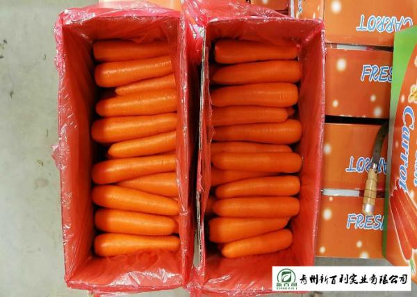Buy cheap Own Plantation Fresh Chinese Carrot No Stain For Frozen Vegetable Factory from wholesalers