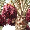 Buy cheap Industrial Pomegranate Juice Production Line 2 - 50T/H Pomegranate Juice Making Equipment from wholesalers