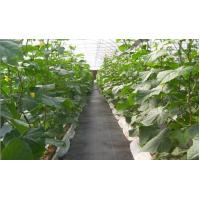 Buy cheap Black Nonwoven Strawberry 60Gsm Weed Stop Fabric product
