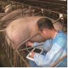 Buy cheap B Mode Medical Ultrasound Machine Diagnostic KX5100 VET Veterinary Instruments from wholesalers