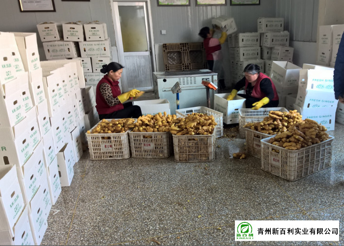 Mature Organic Fresh Ginger , Wholesale Premium Grade Air Dried Ginger