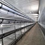 3-6mm Wire Battery Broiler Equipment SGS H Type Poultry Farm Cage