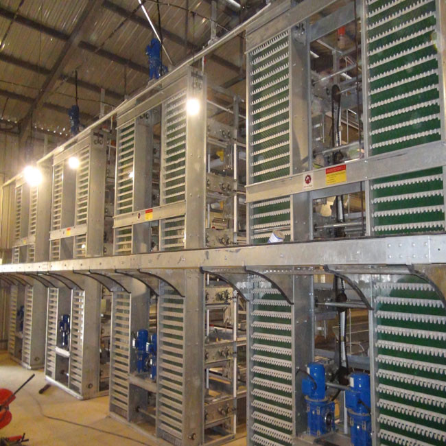 H Type Automatic Layer Chicken Cage Poultry Chicken Farm Used